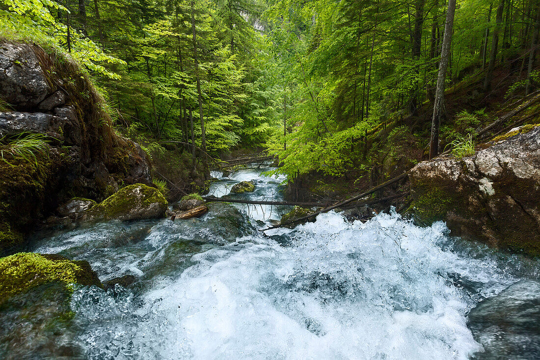In spring, a rapid mountain stream falling in the Hartelsgraben forest over countless cascades before flowing into the river Enns, Gesaeuse National Park, Ennstal Alps, Styria, Austria