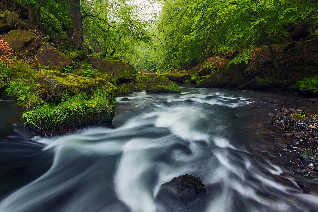 Durch mossbewachsene Sandsteinfelsen schlängelt sich der Fluss Kamnitz in der Edmundsklamm im Frühling, Stille Klamm nahe Hrensko, Böhmischen Schweiz, Tschechien