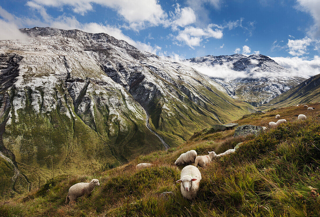 Sonnenlicht über einer Alm mit Schafen und Neuschnee auf den Gipfel der umliegenden Berge im Sommer, Kanton Uri, Schweiz