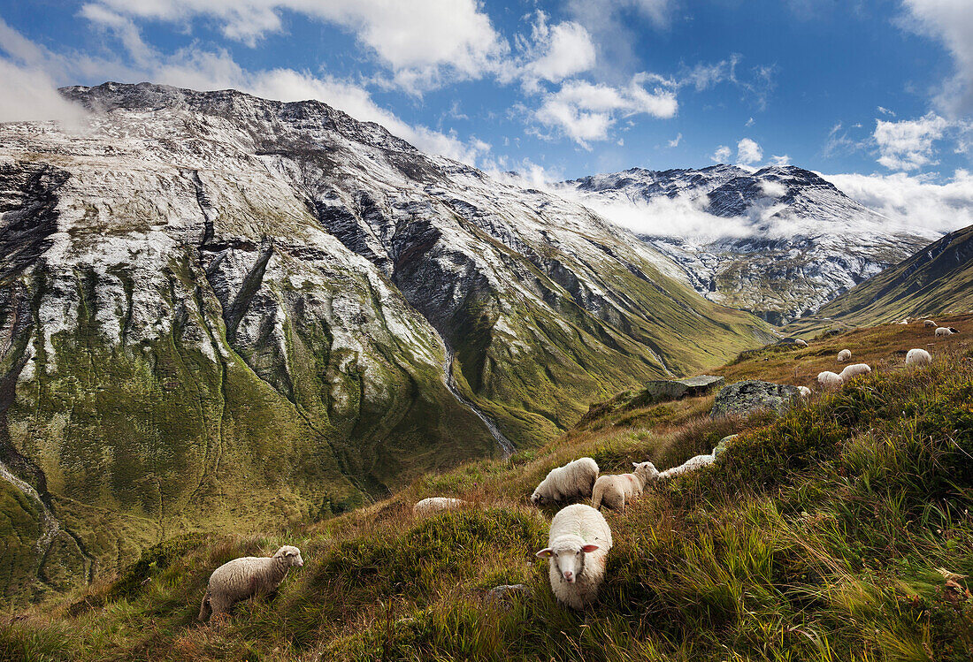 Sunlight over a mountain pasture with sheep and fresh-fallen snow on the summits of the surrounding mountains in summer, Canton of Uri, Switzerland