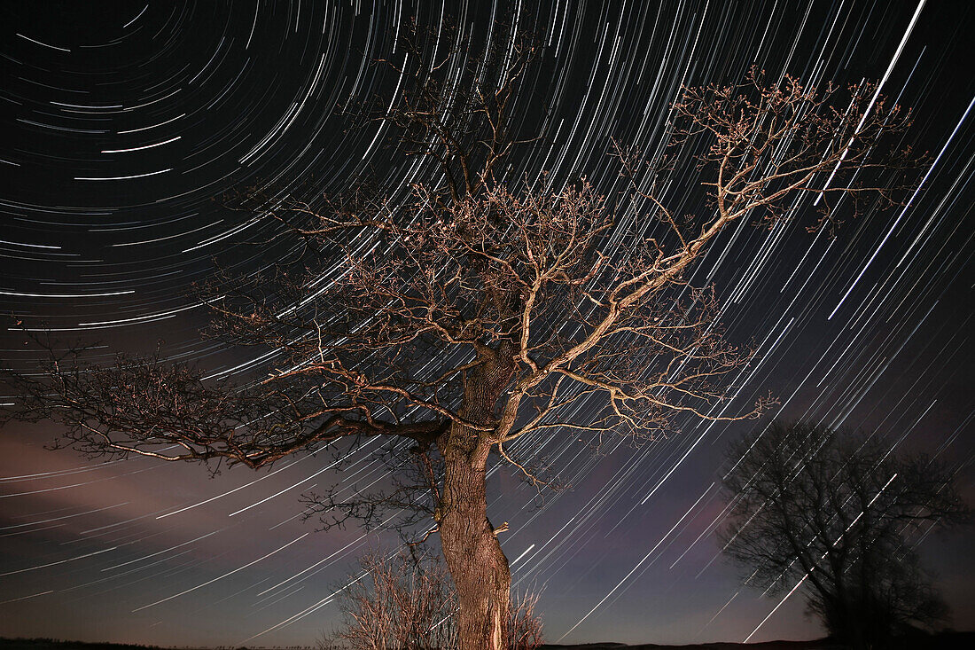 Sterndrehbild in einer klaren Nacht mit gewaltiger Eiche im Vordergrund, Erzgebirge, Sachsen, Deutschland