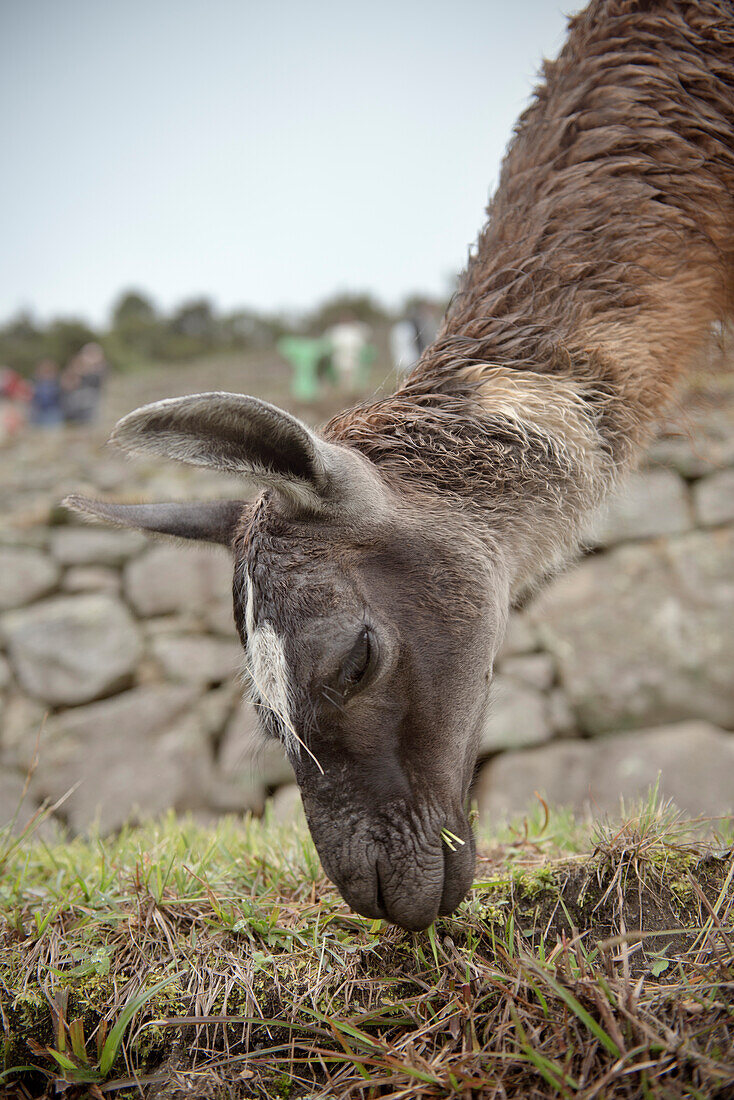 Lama eating gras, Machu Picchu, Cusco, Cuzco, Peru, Andes, South America