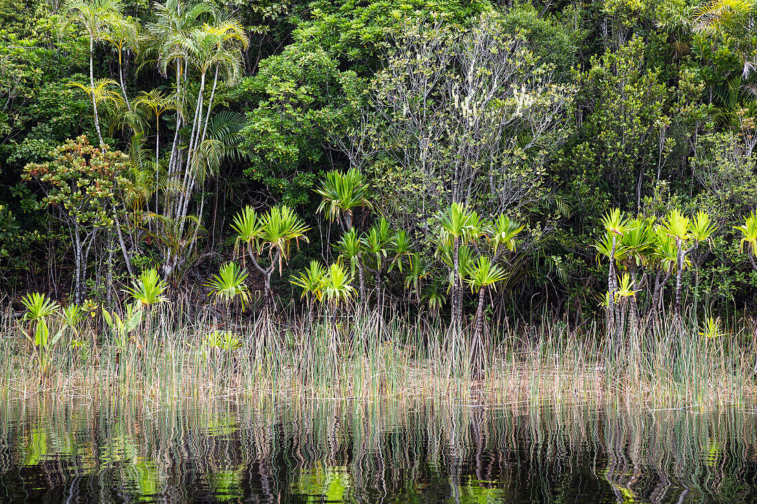 Rainforest along the Canal de Pangalanes, East Madagascar, Africa