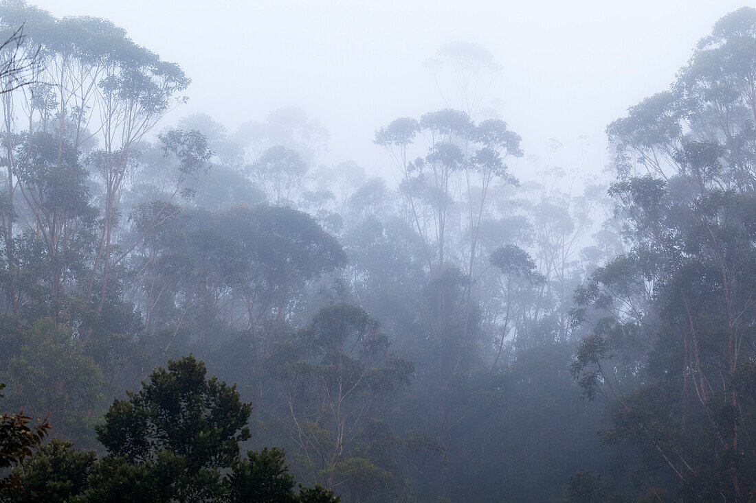 Bäume im Morgen-Nebel, Andasibe Mantadia Nationalpark, Madagaskar, Afrika