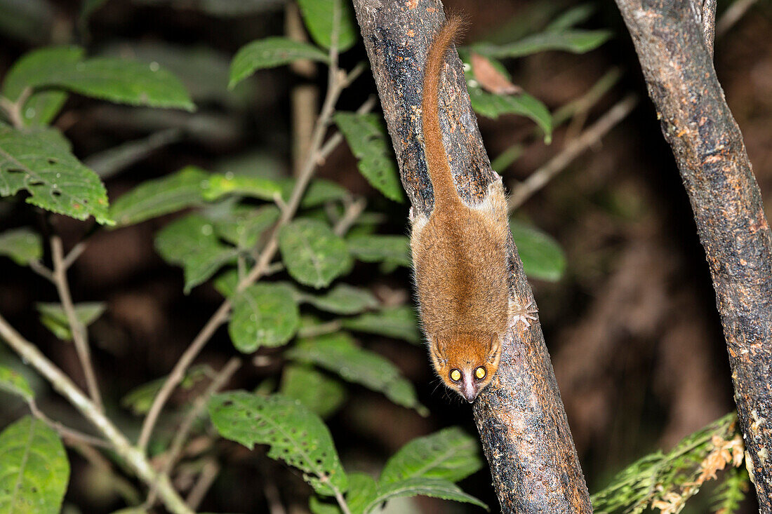 Mausmaki, Microcebus rufus, Regenwald, Ranomafana Nationalpark, Ost-Madagaskar, Afrika