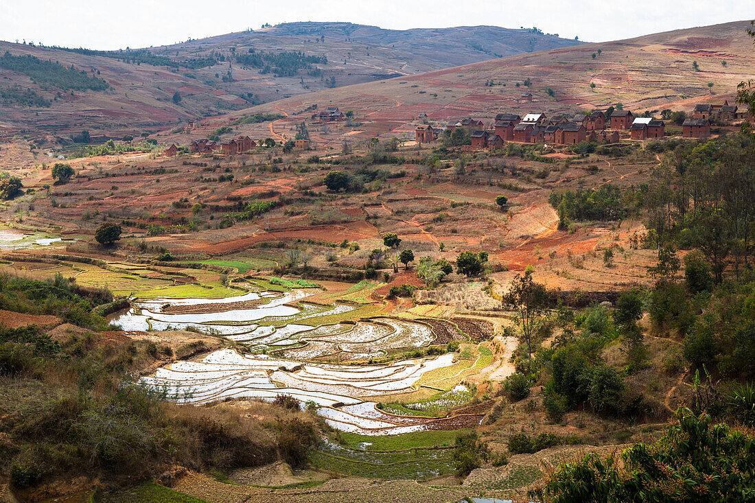 Reisfelder bei Ambohimahasoa, Hochland, Madagaskar, Afrika