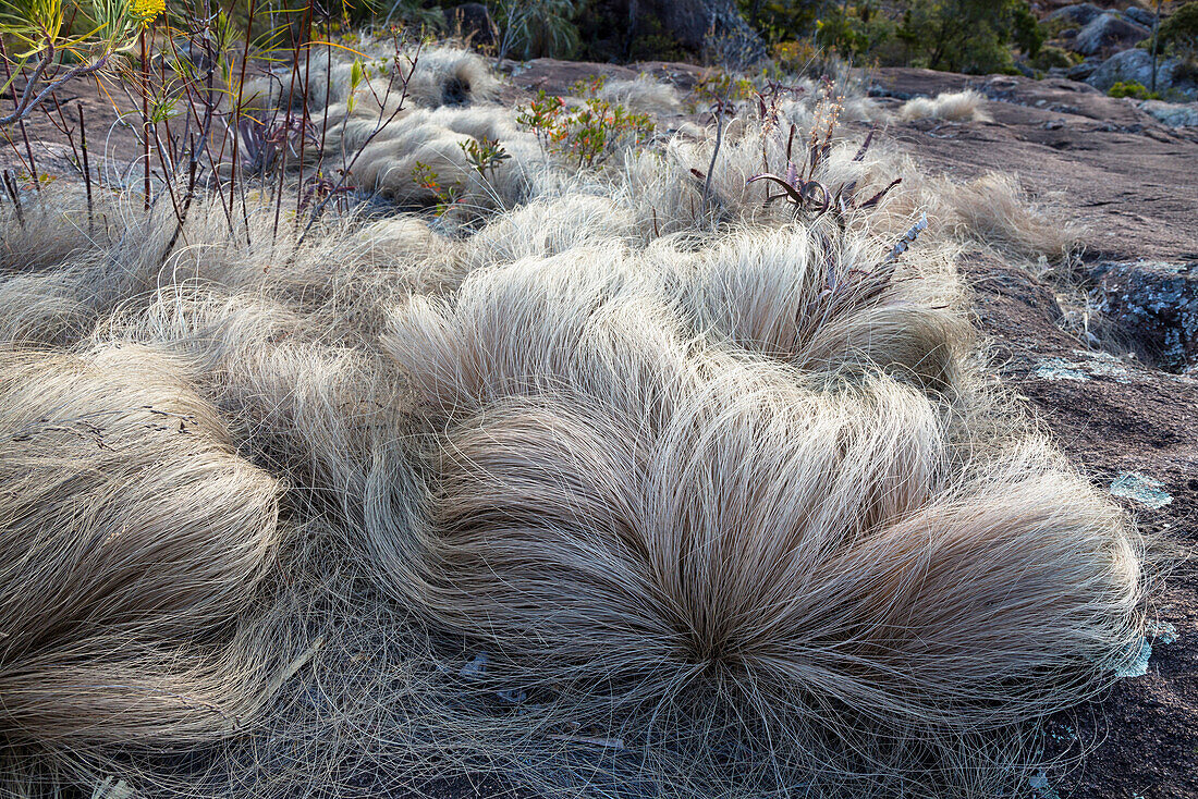 Grass in Andringitra Mountain Range, Andringitra National Park, South Madagascar, Africa