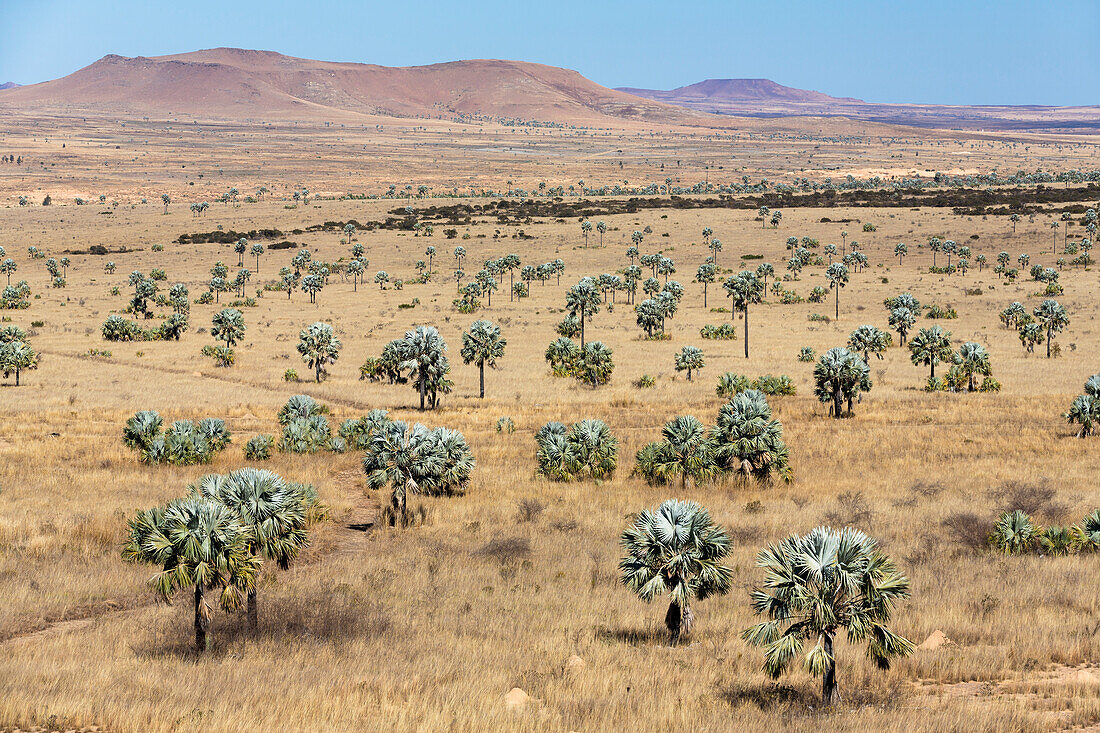 Savanne mit Bismarkia Palmen, Bismarkia nobilis, Isalo Nationalpark, Region Ihorombe, Süd-Madagaskar, Afrika