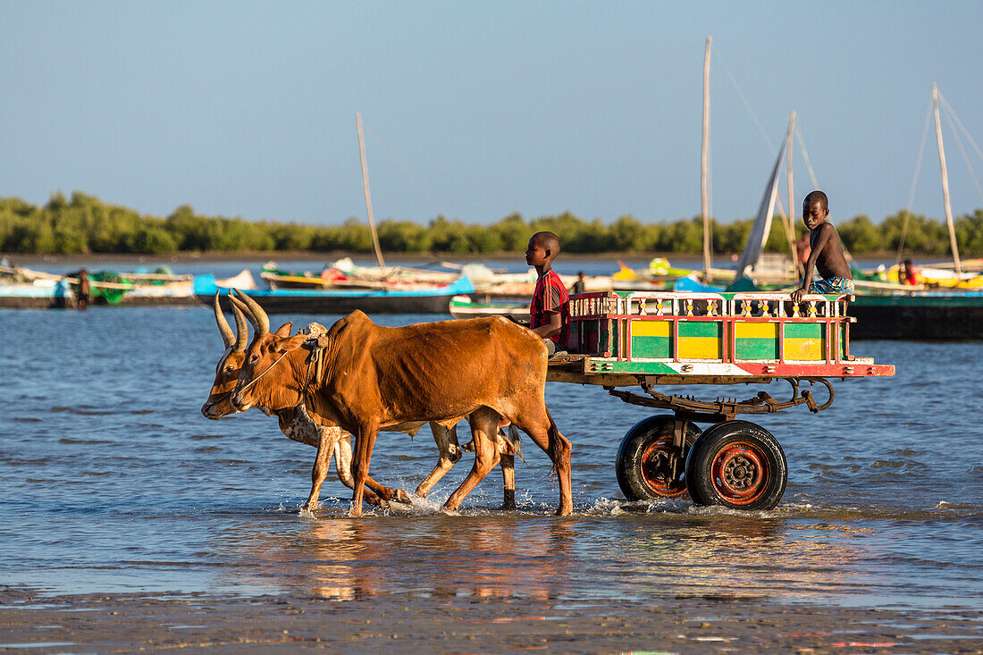 Ox cart on the beach, Tulear, Madagascar, Africa