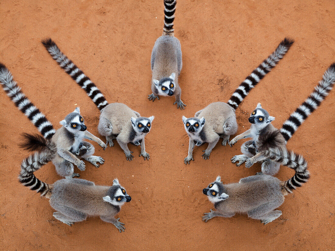 Ringtailed Lemurs Lemur catta, Berenty Reserve, South Madagascar, Africa, digital composing