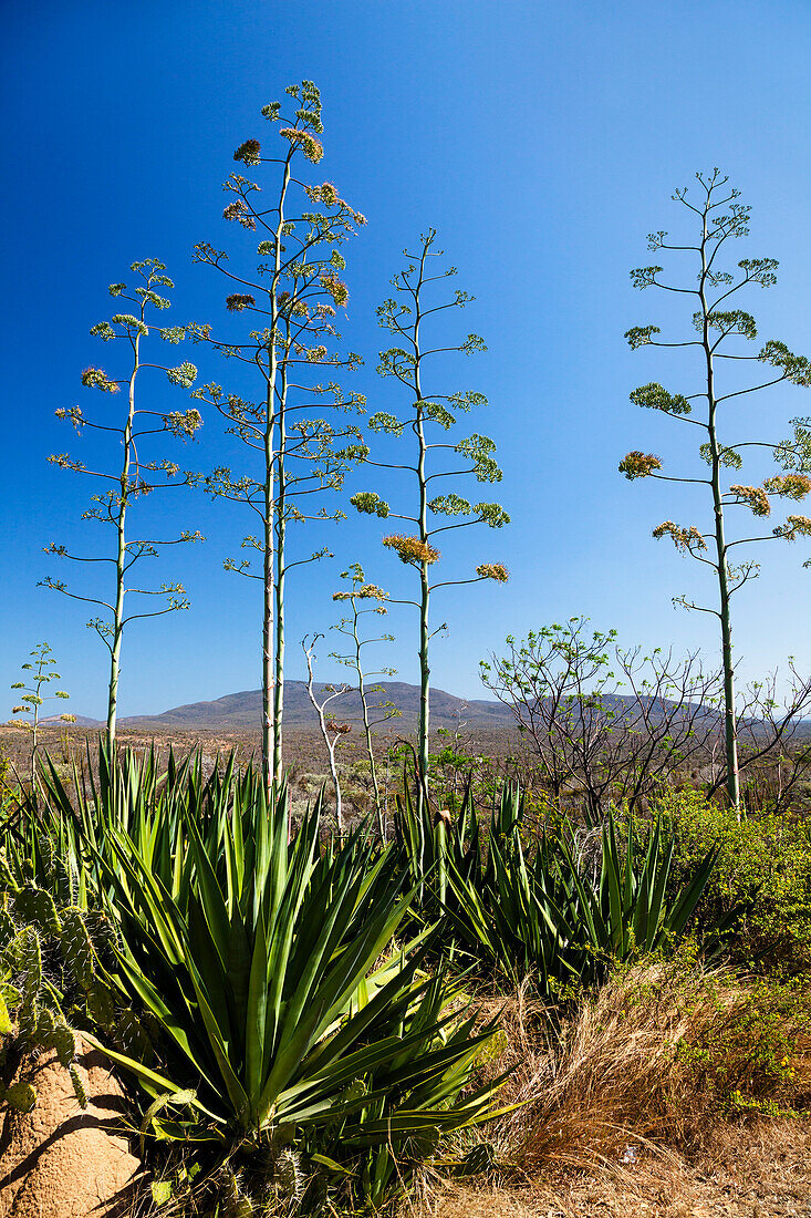 Blühende Sisalagaven, Agave sisalana, Süd-Madagaskar, Afrika