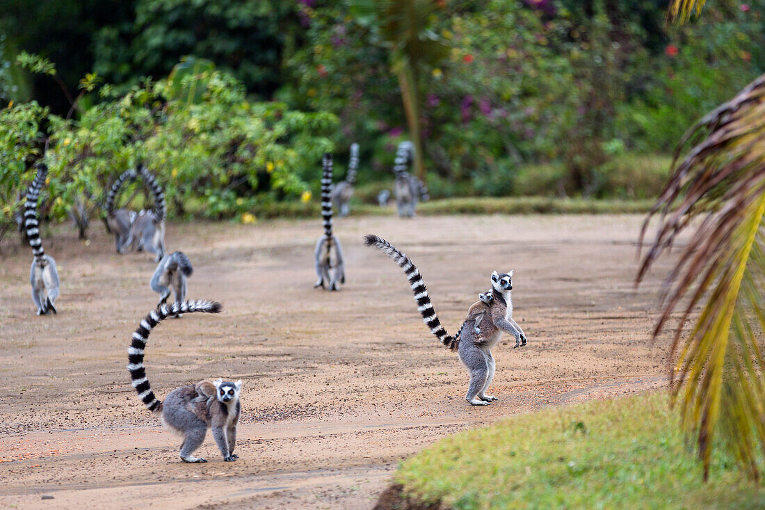 Ringtailed Lemurs with baby, Lemur catta, Nahampoana Reserve, South Madagascar, Africa