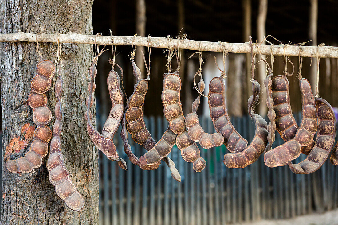 Pods drying, Fruits of the forest, Bekopaka, West Madagascar, Africa
