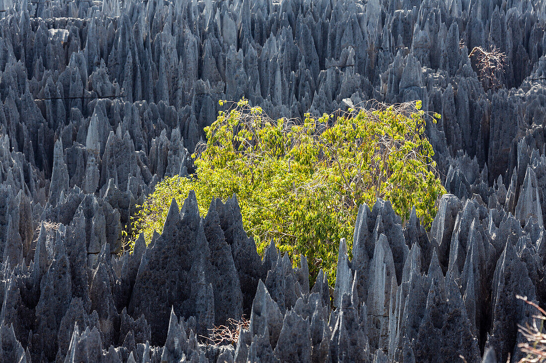 Felsformation mit Baum in der Karstlandschaft Tsingy de Bemaraha, Nationalpark Tsingy-de-Bemaraha, Mahajanga, Madagaskar, Afrika