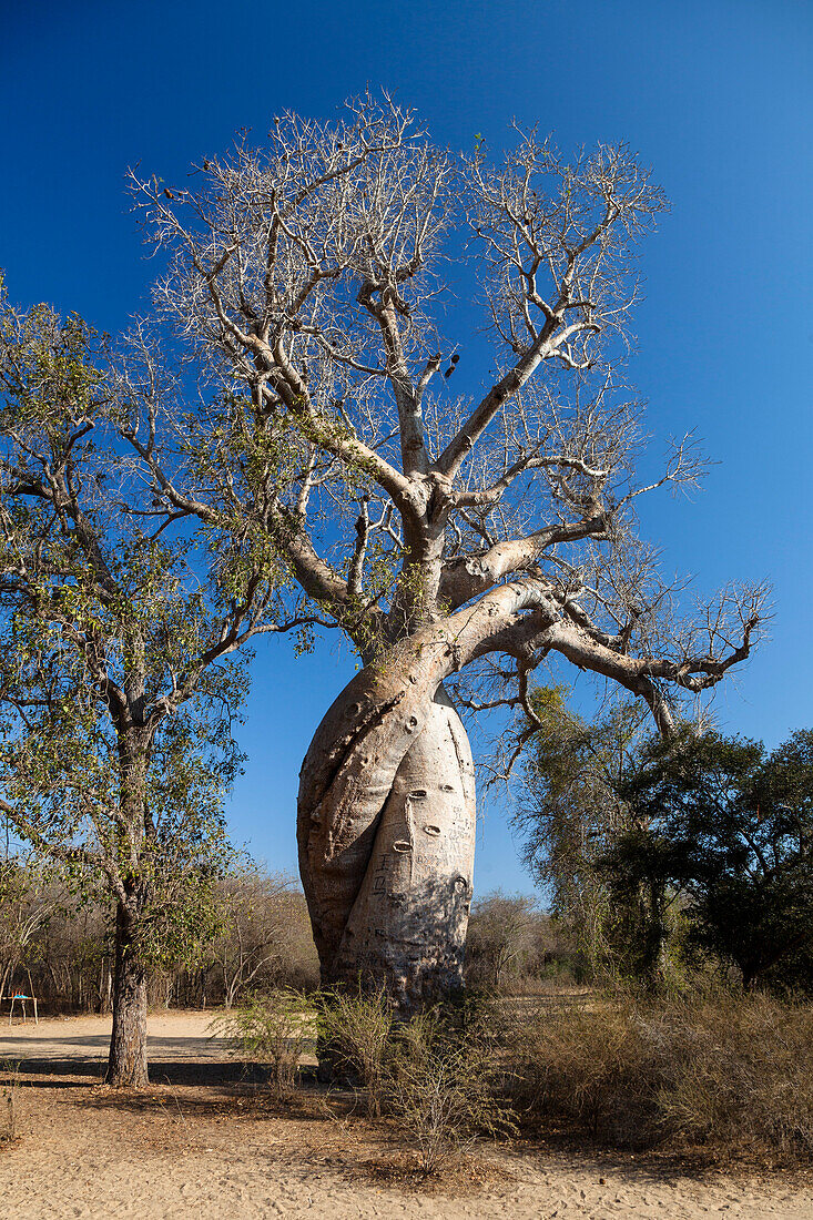 Verliebte Baobabs, Baobabs amoureux, Adansonia rubrostipa, bei Morondava, Madagaskar