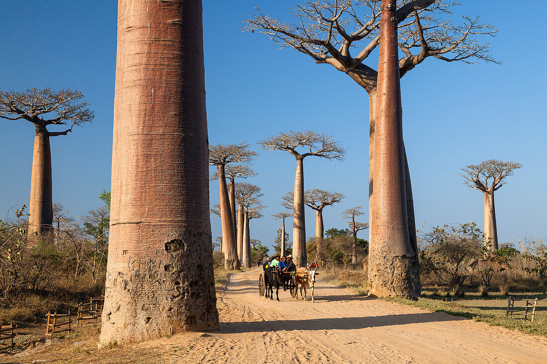 Oxcart in a Baobab alley near Morondava, Adansonia grandidieri, Madagascar, Africa