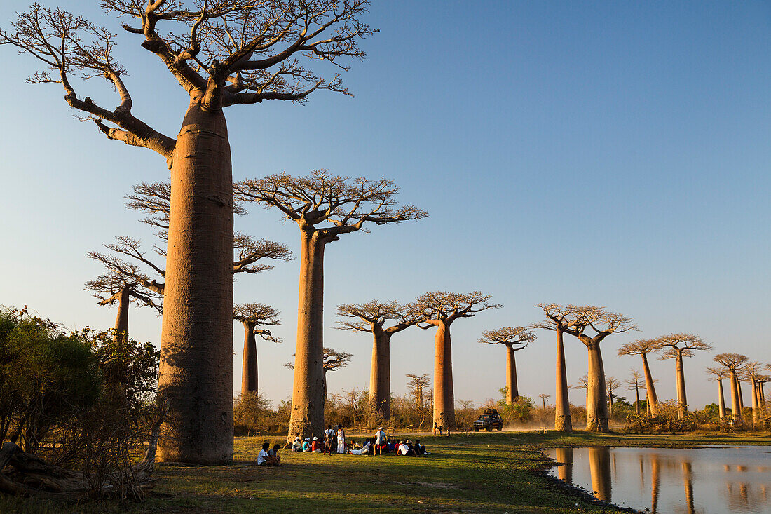 Baobabs near Morondava, Adansonia grandidieri, Madagascar