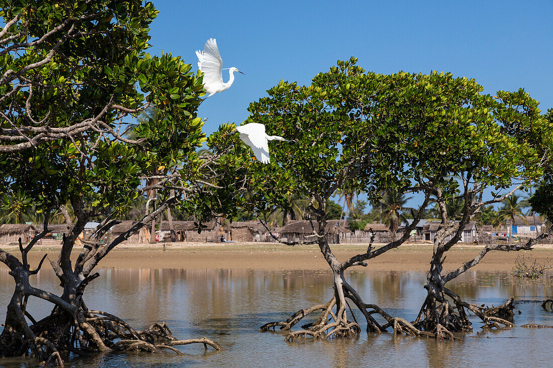 Little Egrets, small herons in the mangroves of Morondava, Egretta garzetta dimorpha, Madagascar, Africa