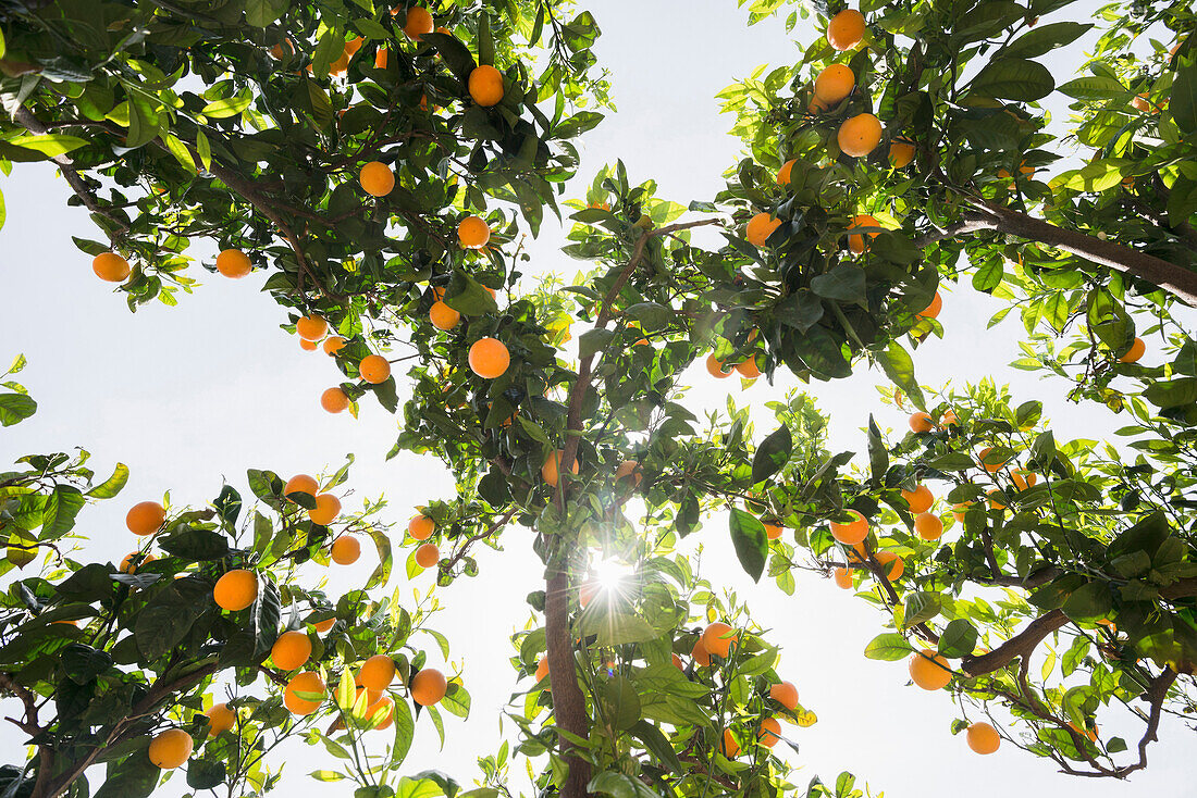Orangenbäume, Soller, Mallorca, Spanien