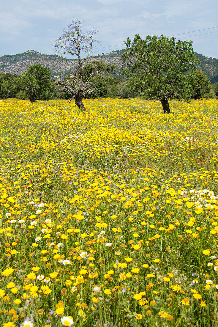 Blumenwiese, bei Manacor, Mallorca, Spanien