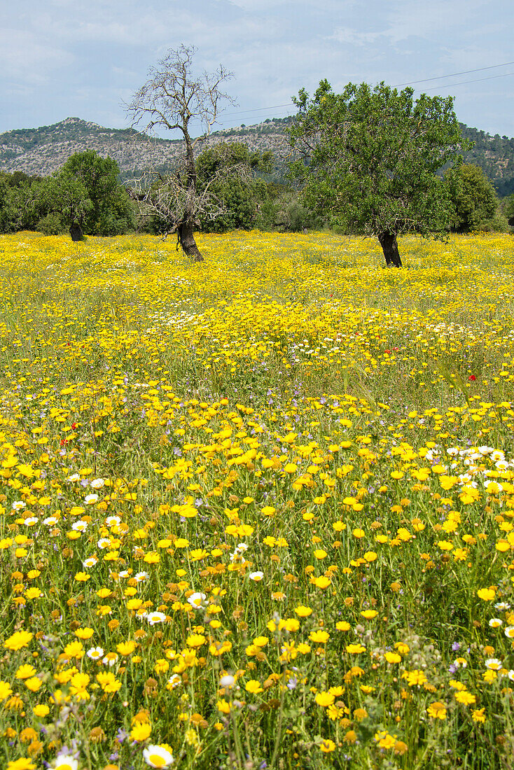 Flower meadow, near Manacor, Majorca, Spain