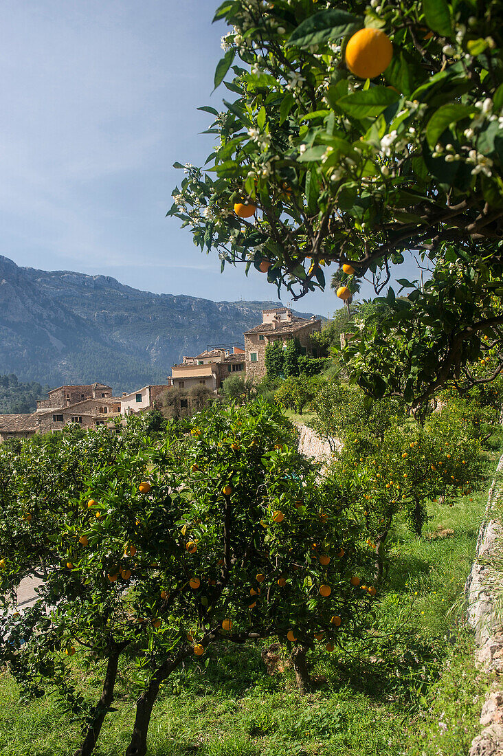 Orangenbäume in der Nähe von Fornalutx, bei Soller, Mallorca, Spanien