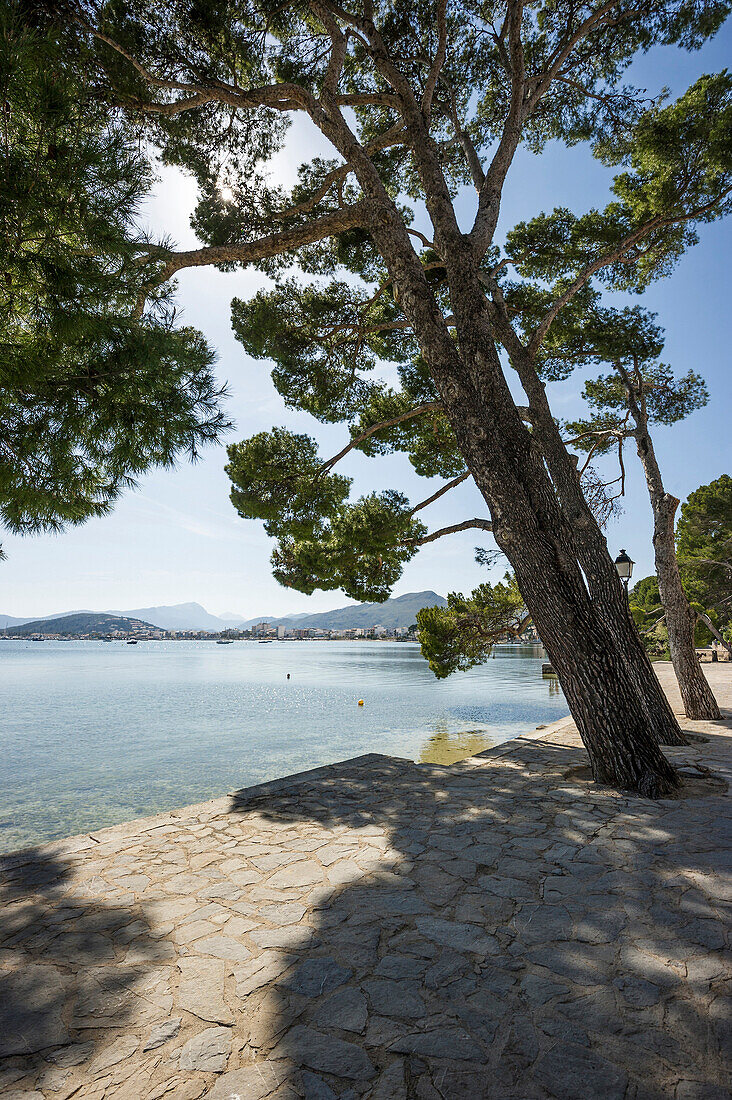 Pinien entlang der Küste bei Pollenca, Mallorca, Spanien