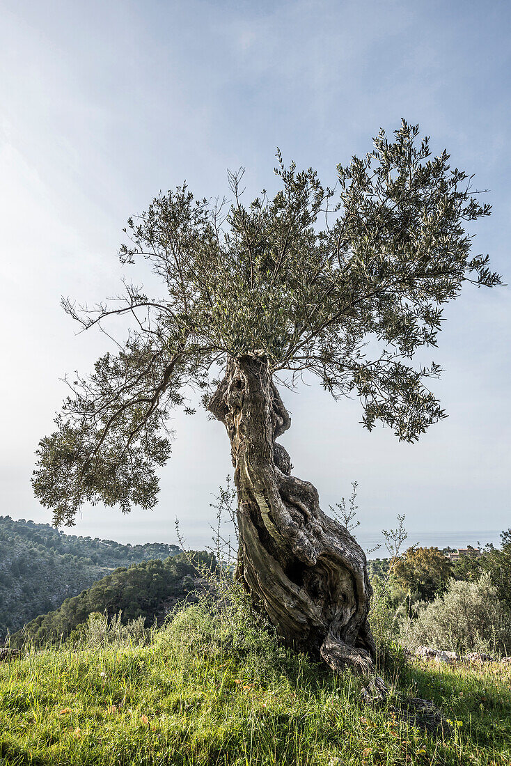 Old olive trees near Deià, Majorca, Spain