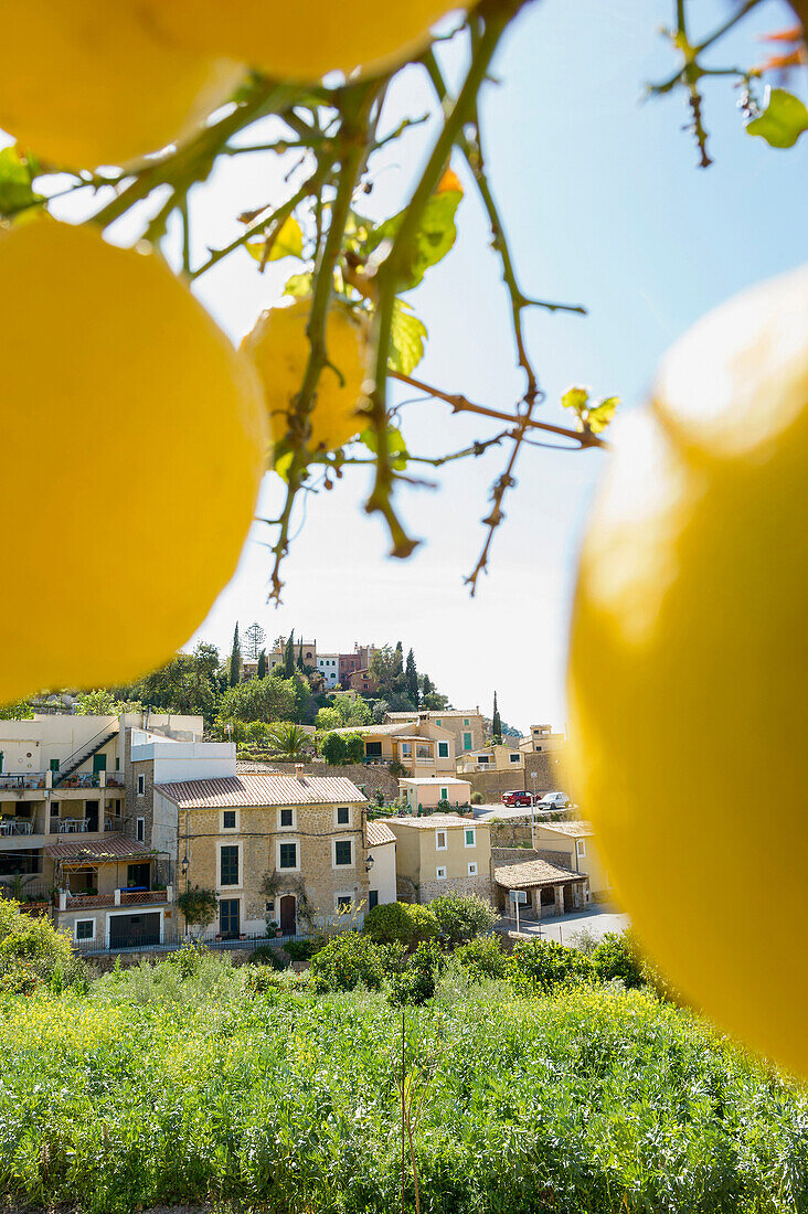 Lemon trees, Estellencs, Majorca, Spain