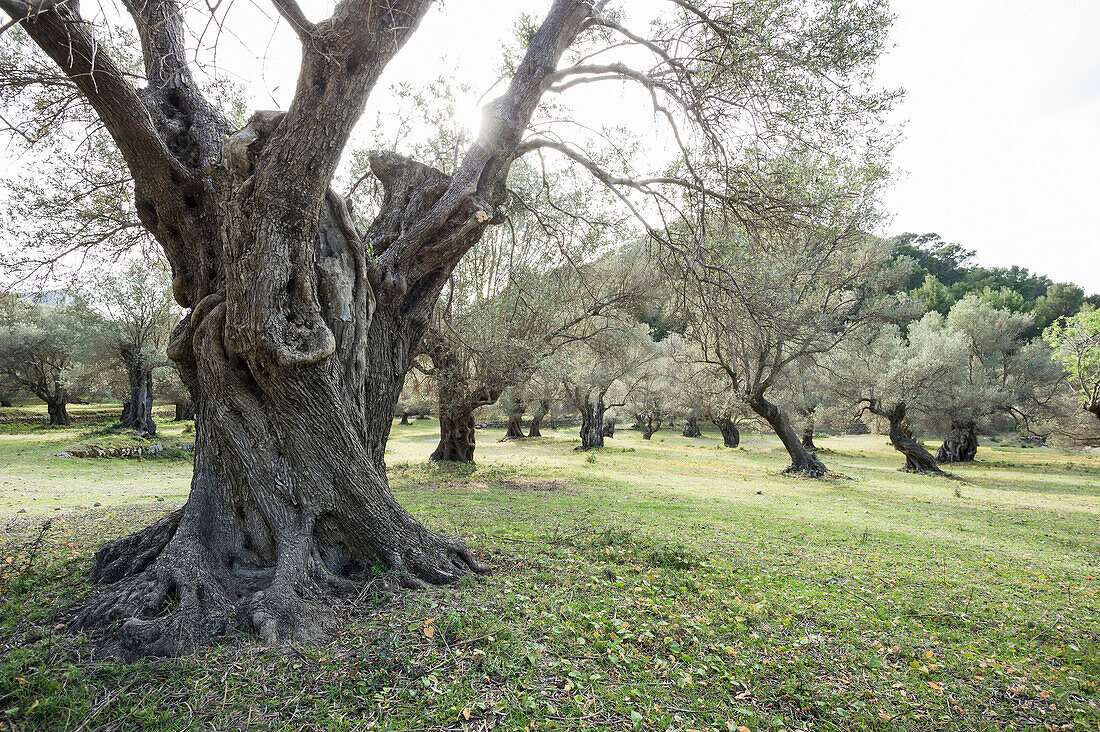 Alte Olivenbäume bei Banyalbufar, Mallorca, Spanien