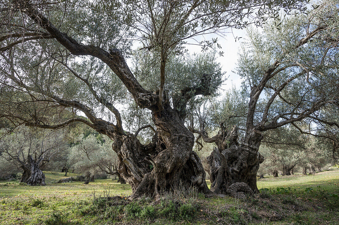 Olive trees near Banyalbufar, Majorca, Spain