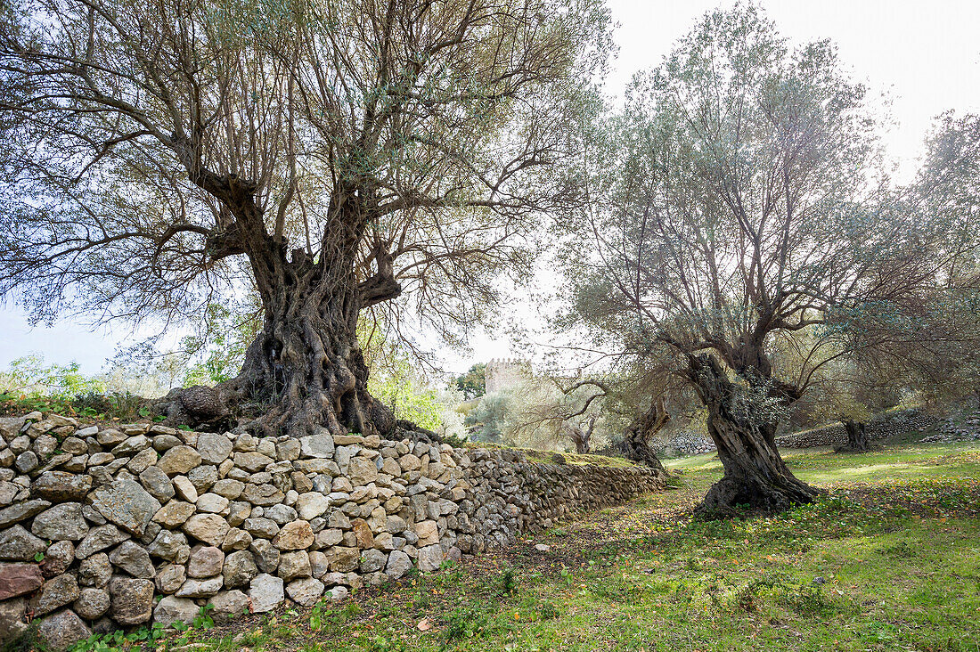 Olive tree and dry stone wall near Banyalbufar, Majorca, Spain