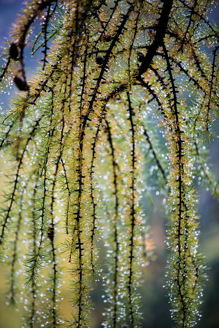 Twig of a larchtree with raindrops in autumn, Swiss National Park, Canton of Grisons, Switzerland