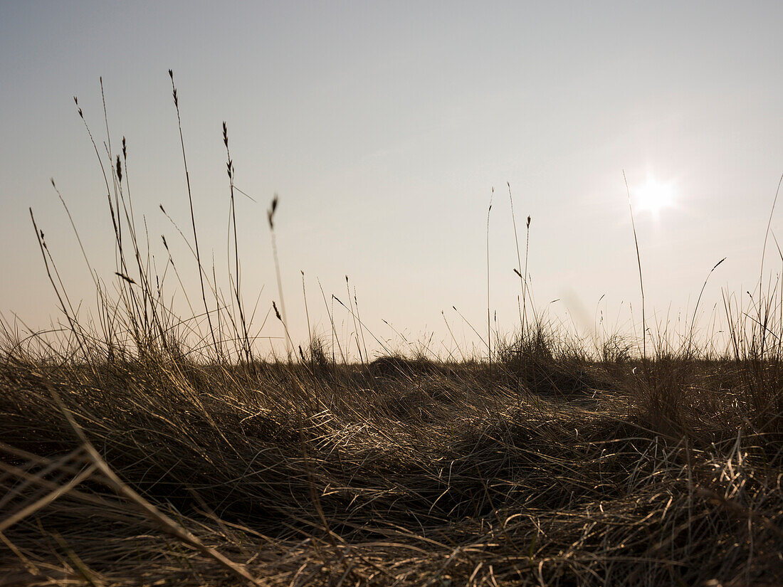 Salt meadow, Westerhever, North sea, Schleswig-Holstein Wadden Sea National Park, Nordfriesland, Schleswig-Holstein