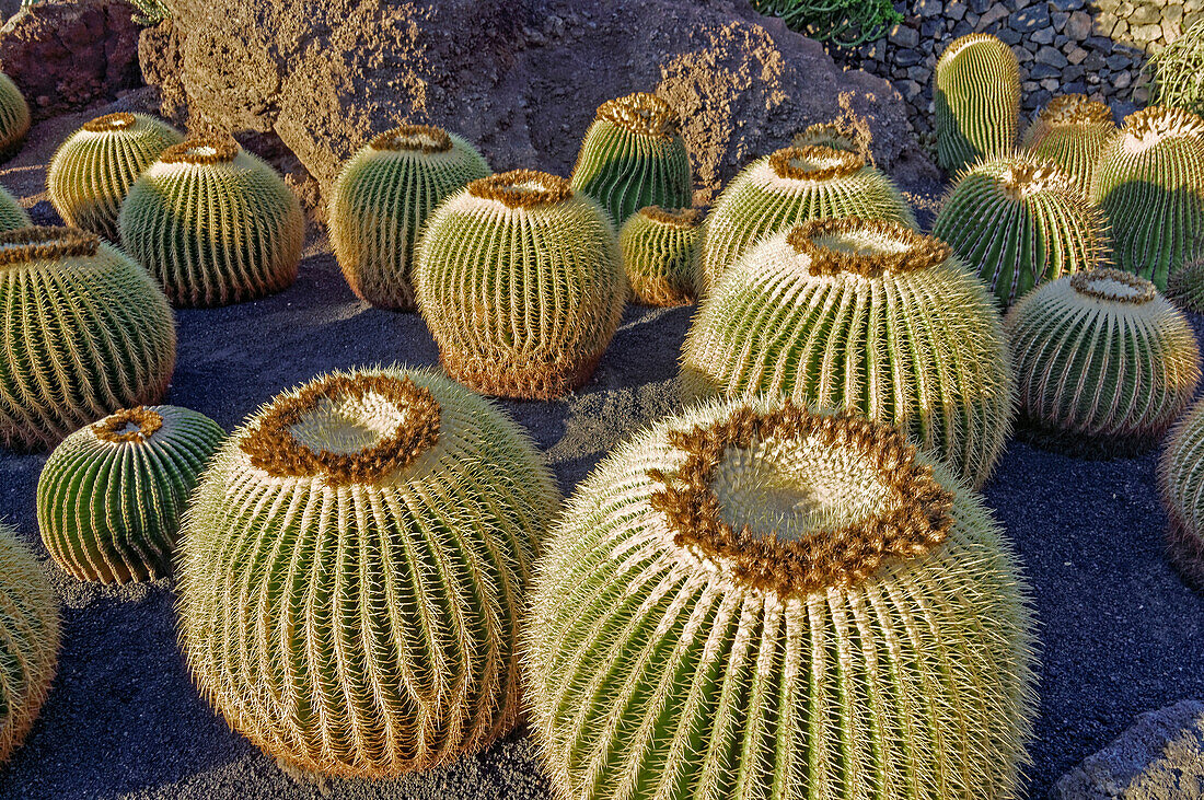 Golden Barrel Cactus, Jardin de Cactus, Guatiza, Lanzarote, Canary Islands, Spain