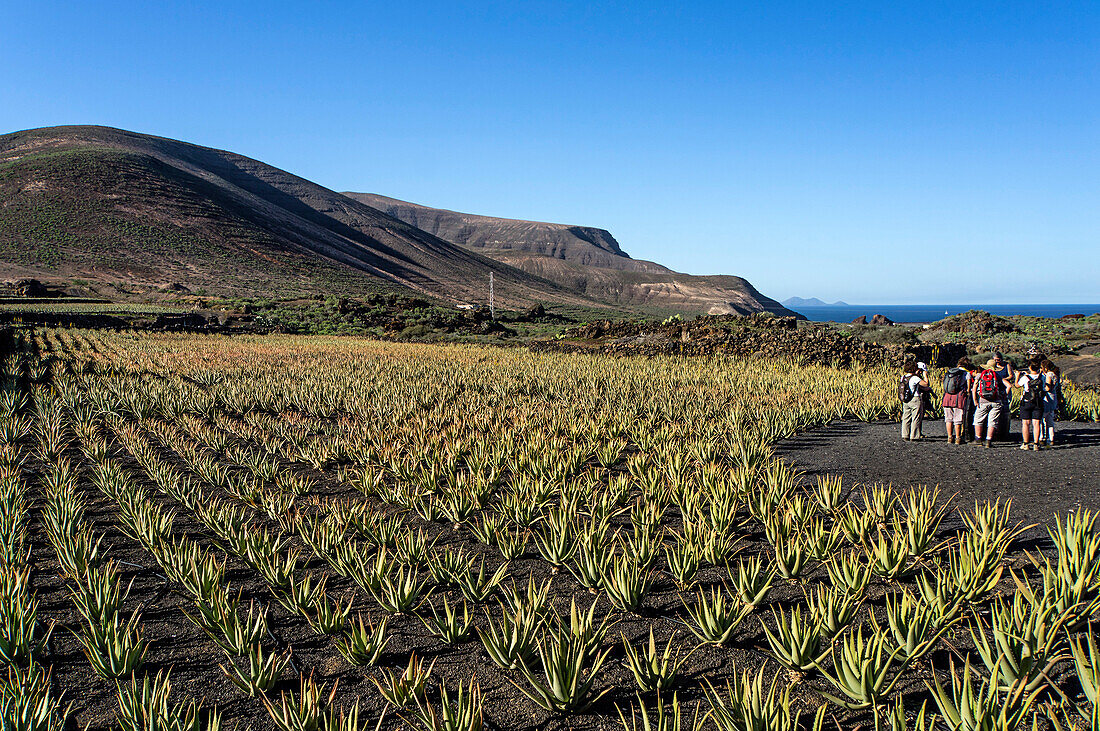 Aloe Vera Feld bei Orzola, Lanzarote, Kanarische Inseln Spanien