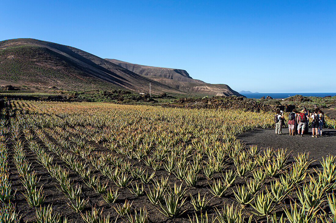 Aloe Vera field near Orzola, Lanzarote, Canary Islands, Spain