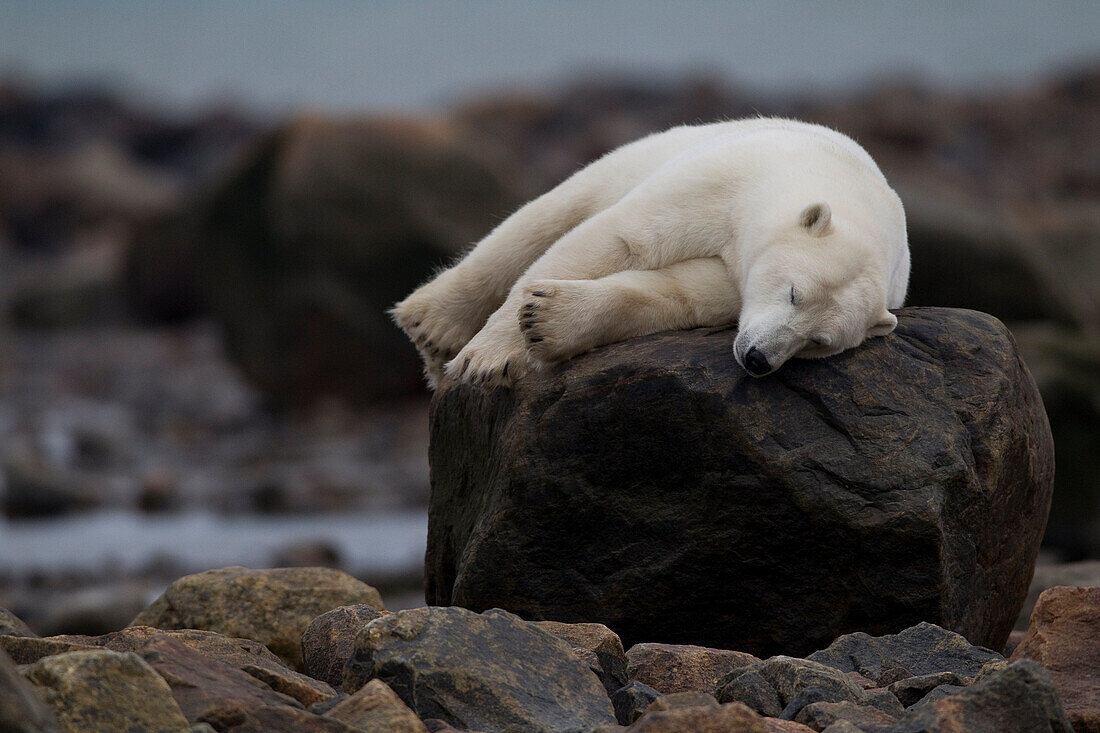 Bear laying on rock, Manitoba, Canada