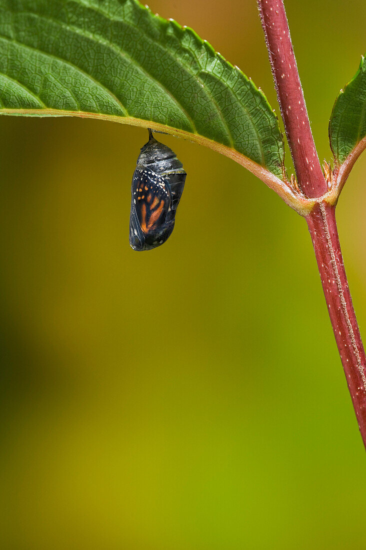 Monarch butterfly chrysalis becomes transparent at end of pupal stage, showing glimpse of adult butterfly that will emerge. Summer, Nova Scotia. Series of 5 images.