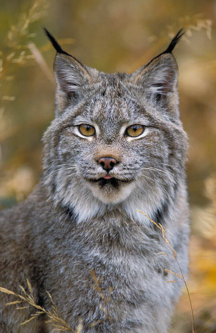Tk0568, Thomas Kitchin, Lynx. Autumn. Rocky Mountains. North America. Felis Lynx Canadensis.