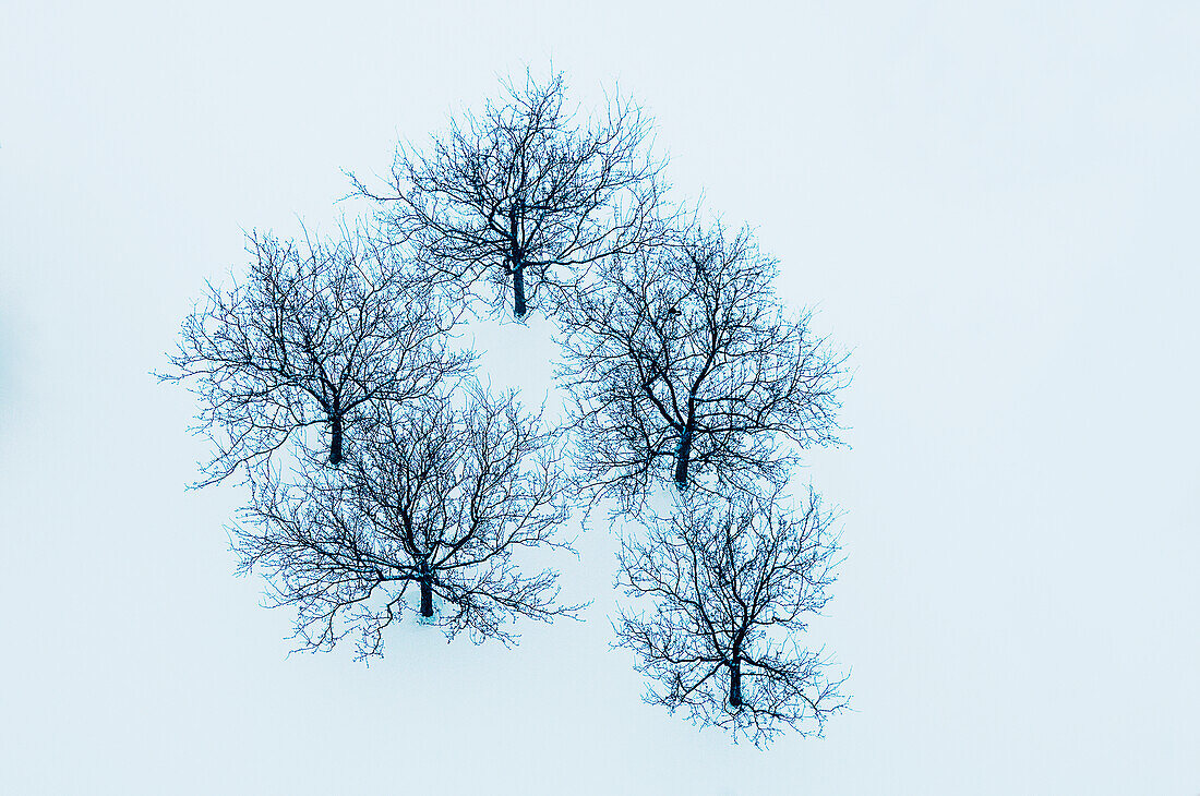 Bare trees in winter snow, toronto ontario canada