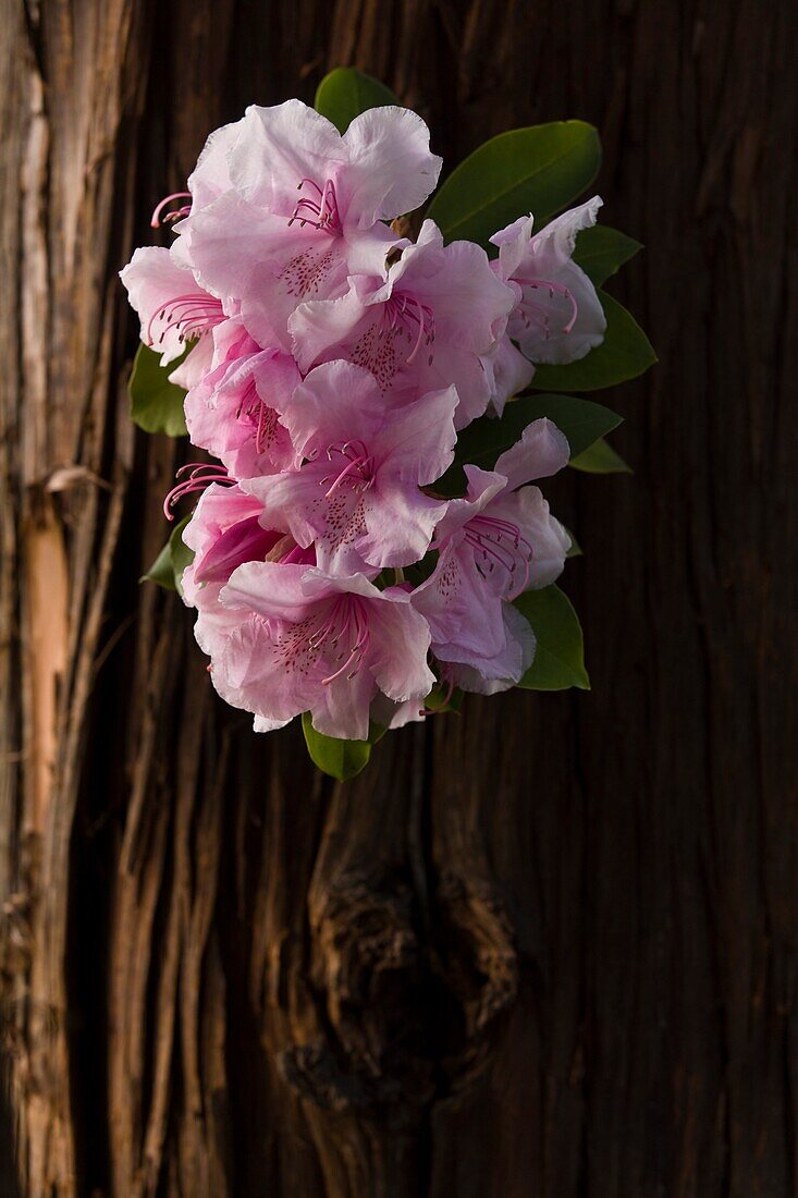 Rhododendron on a tree trunk