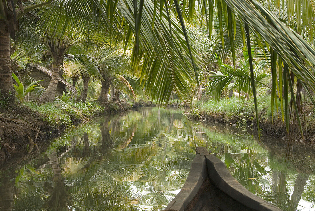 Republic of India, Stream in the jungle and palm trees, view from a rowboat
