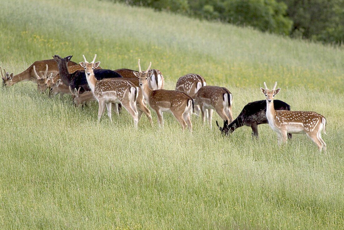 France, Aveyron Department, Fallow deer farming