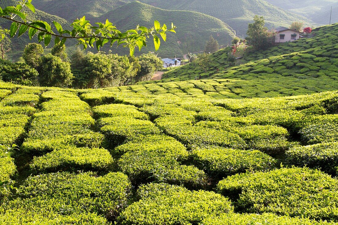 Malaysia, Pahang state, Cameron Highlands, tea plantations