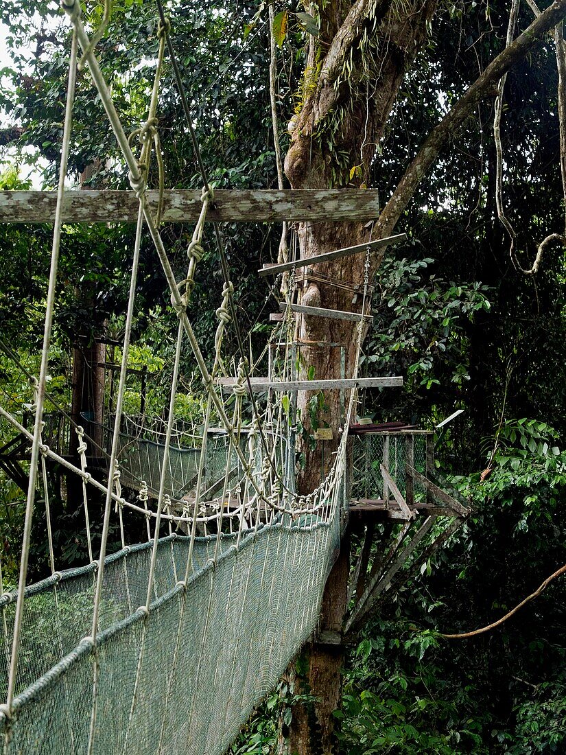Malaysia, Bornéo Islands, Sarawak State, Gunnung Mulu National Park, hanging bridge