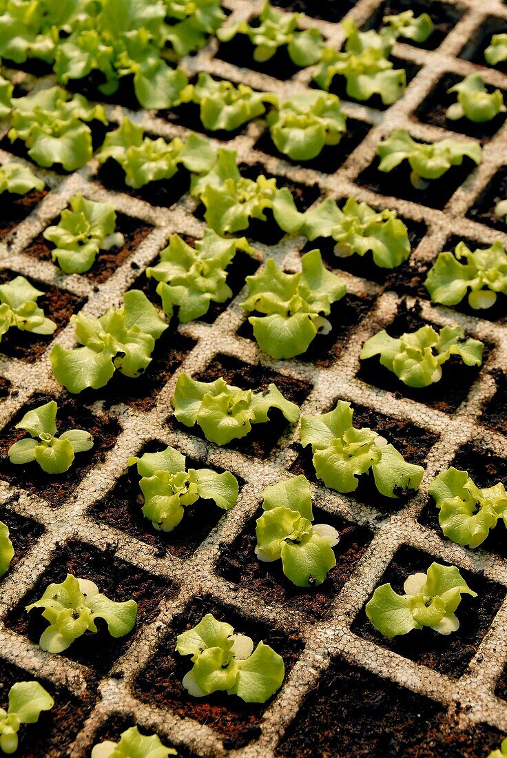 France, Aude department, a vegetable greenhouse