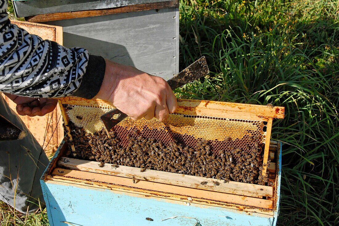 France, Lozere department, a beekeeper holding honeycomb frame