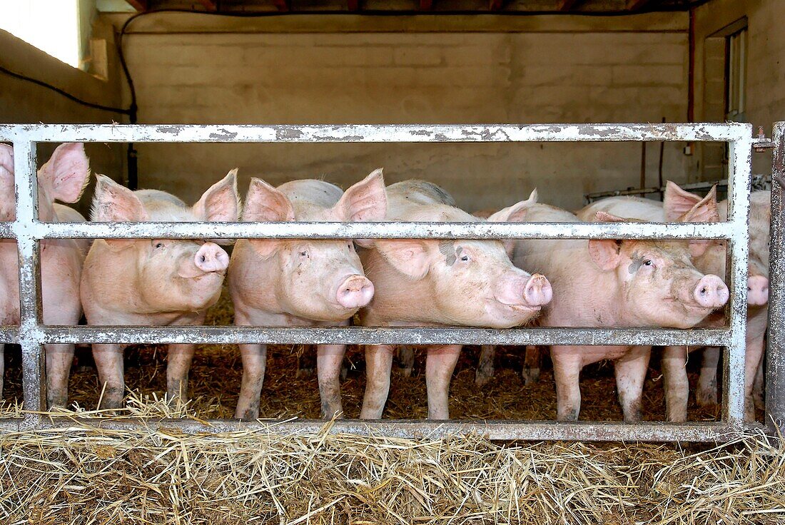 France, Lozere department, a pig farm