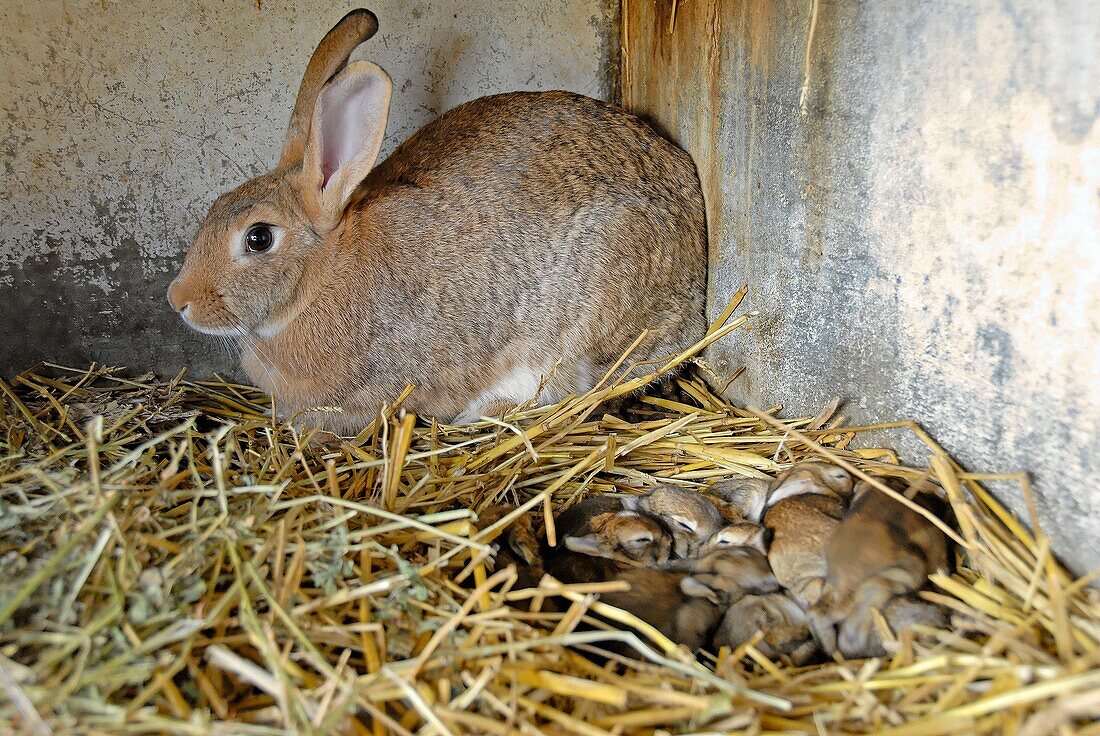 France, Languedoc Roussillon, a female rabbitt and babies